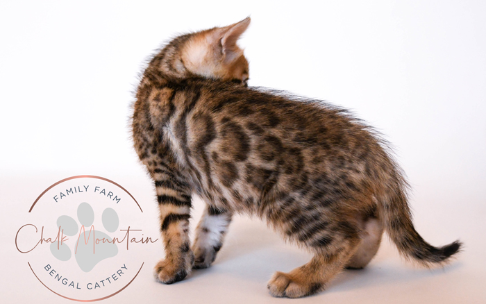 Bengal kitten for sale